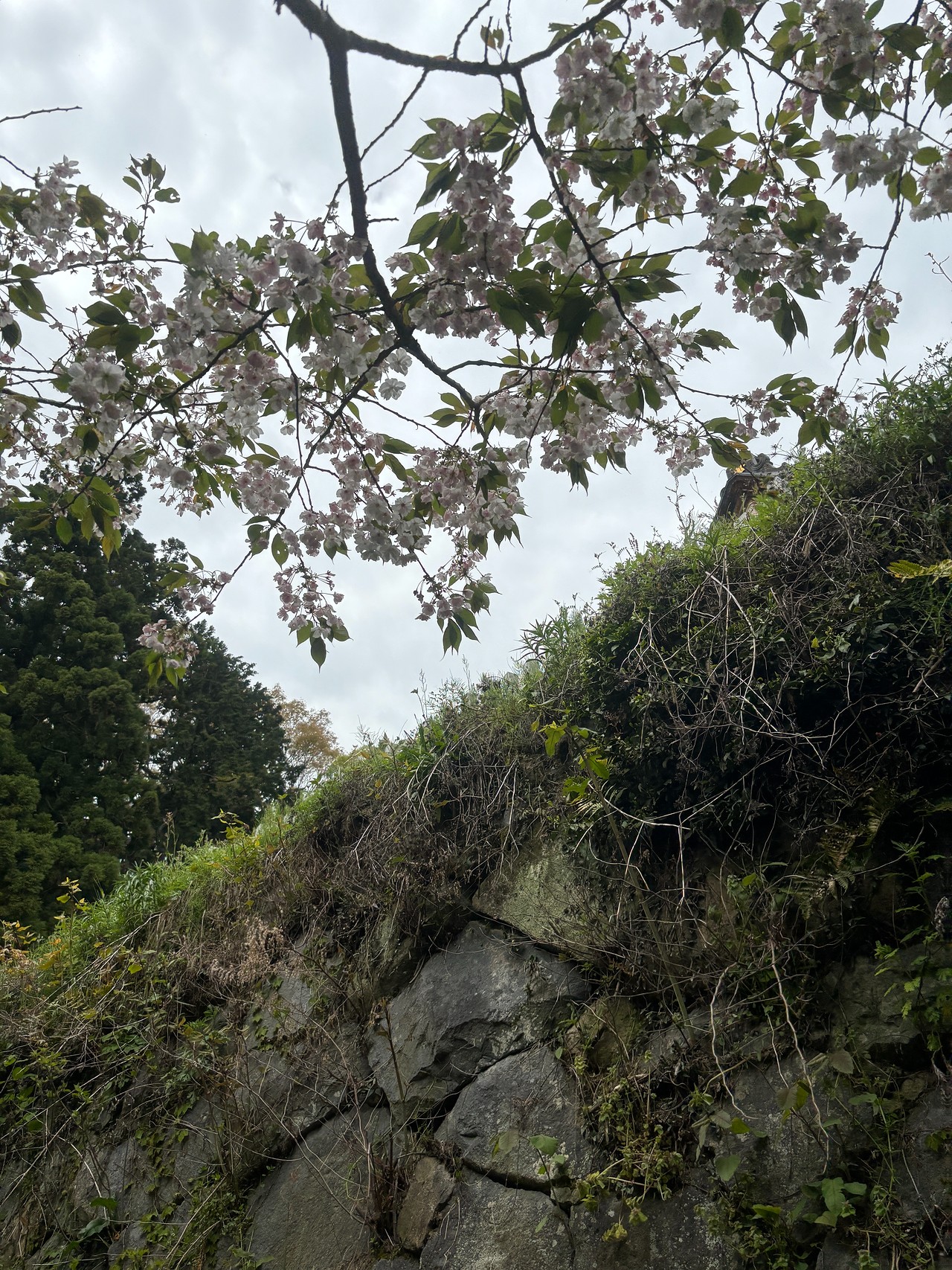 観音寺城-5