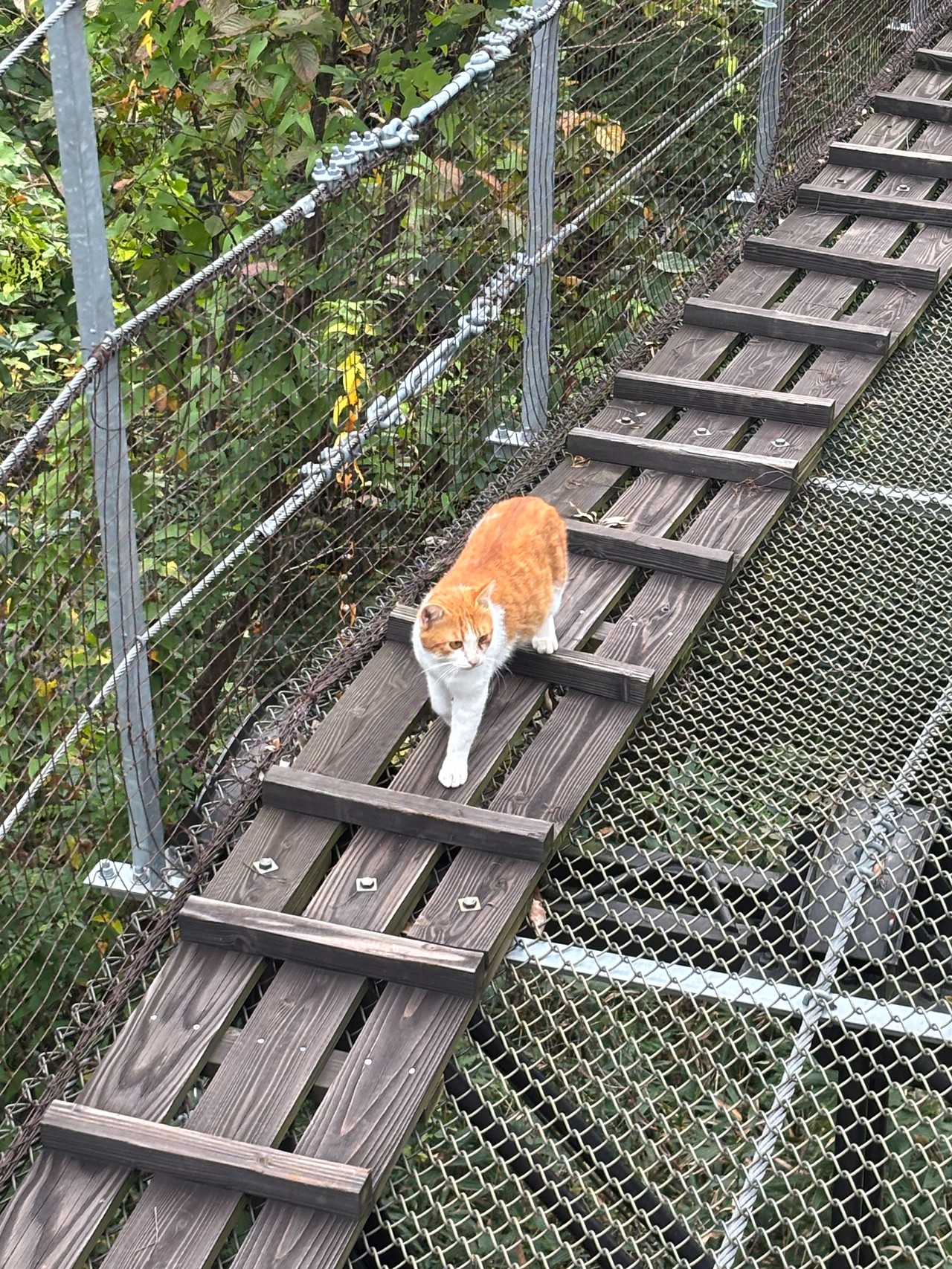 松山城-1