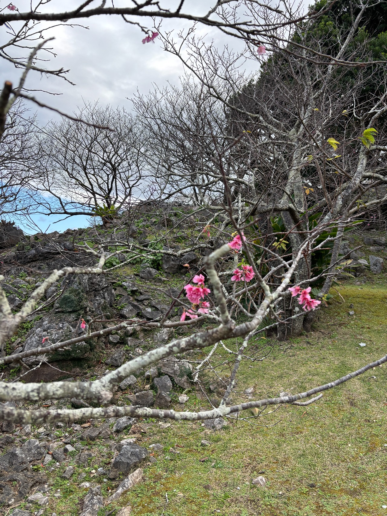 今帰仁城-4