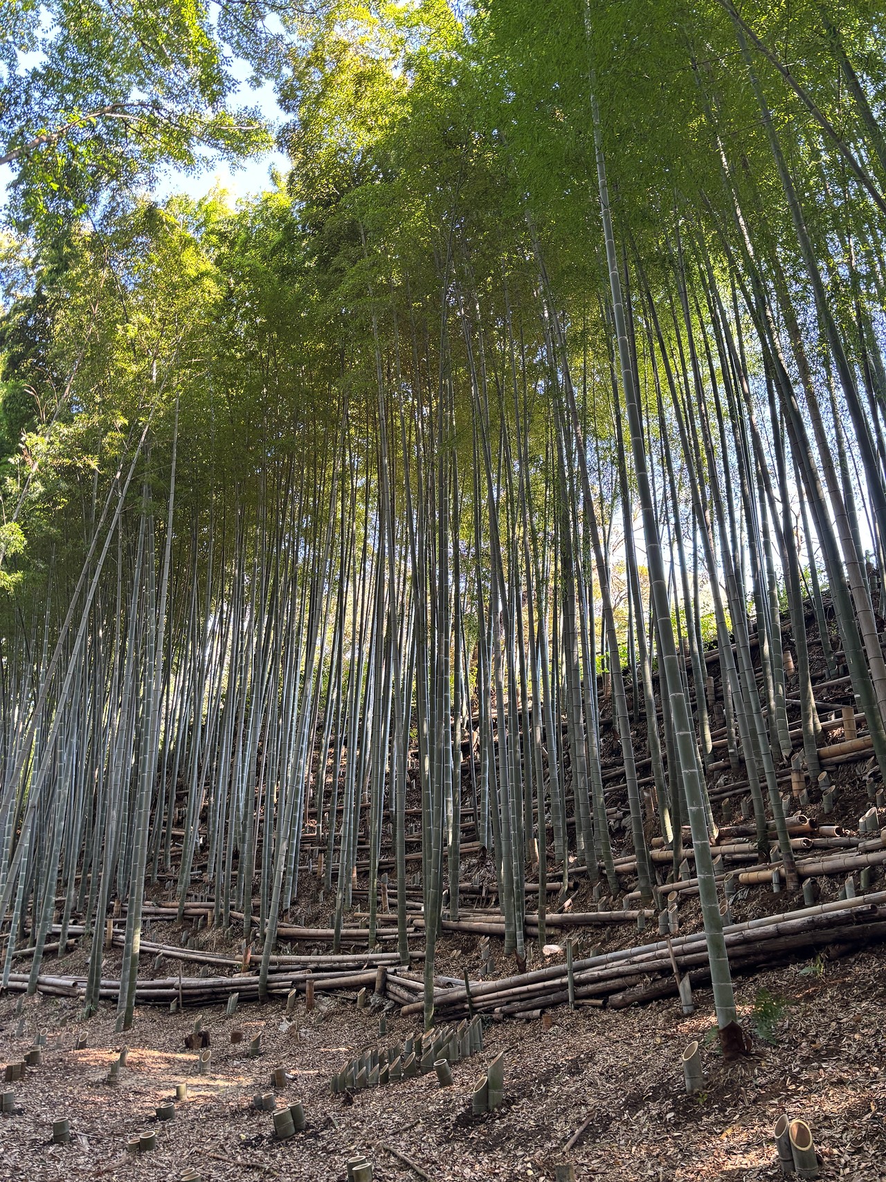 小机城-2