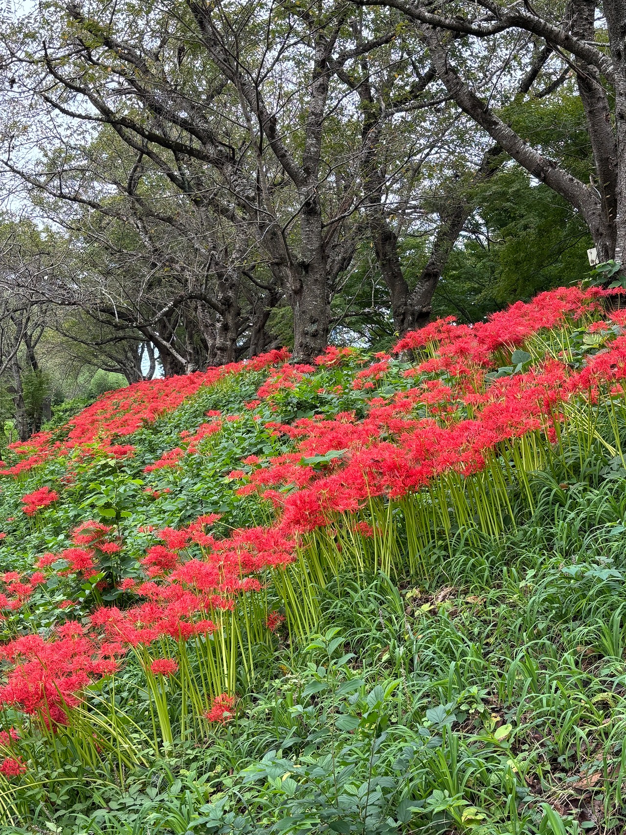 姉川の戦い-2