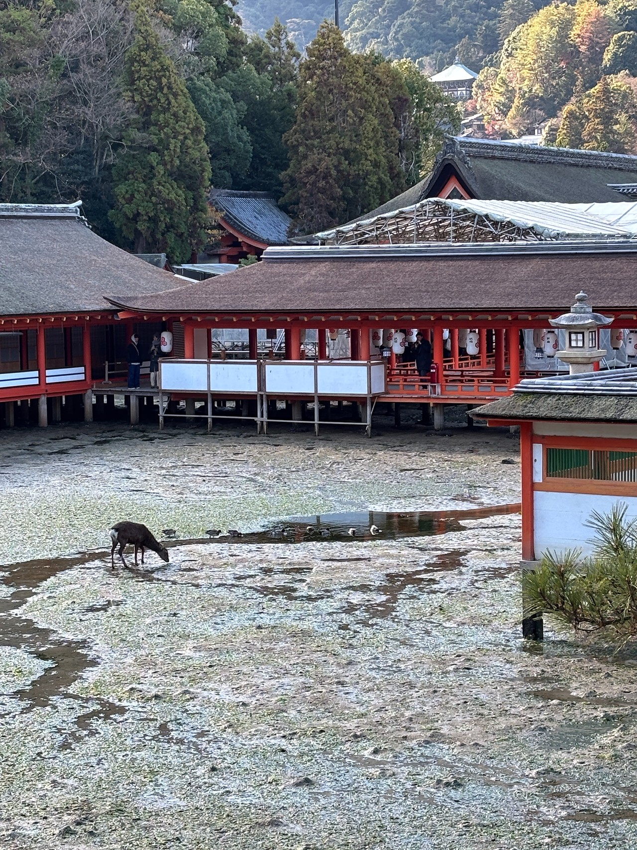 厳島神社-2