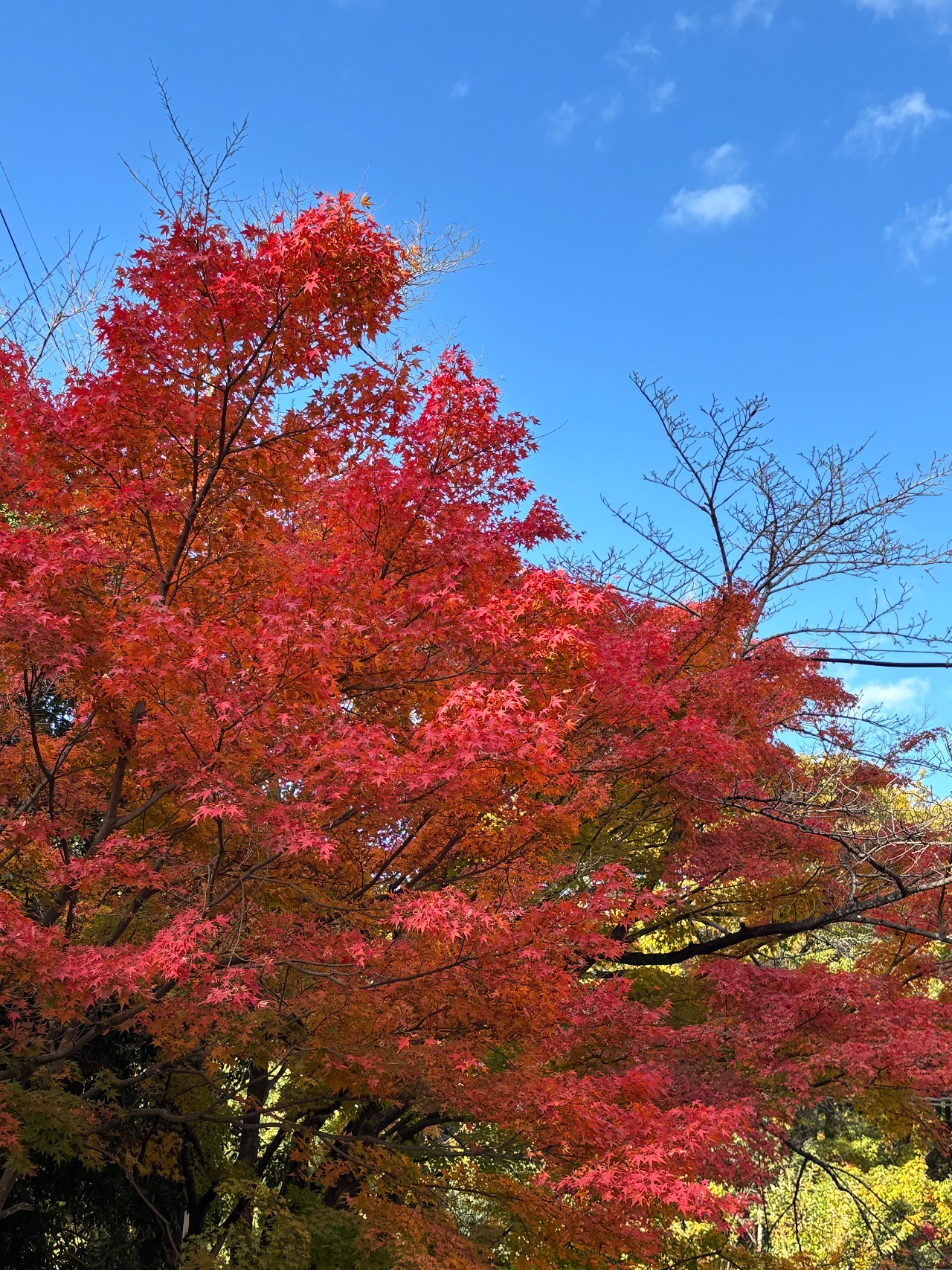 胡宮神社-4